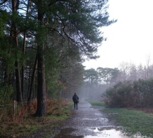 Vandrare på en regnvåt skogsstig i dimmig tallskog